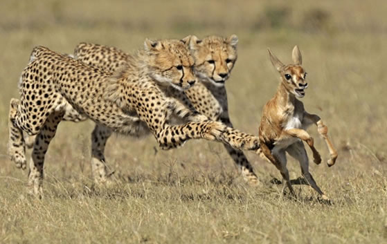  9-Day Kenya Safari Adventure Package 